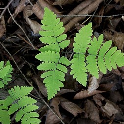 Gymnocarpium dryopteris (common oak fern)